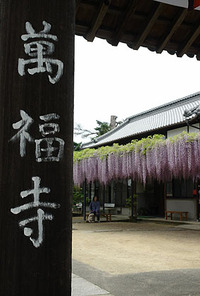 藤の花