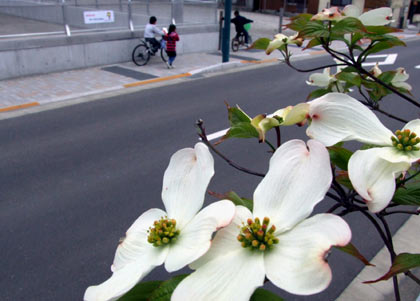 花水木