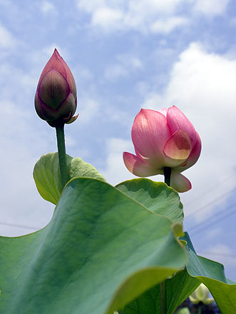 蓮の花