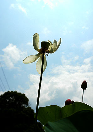 　夏の午後