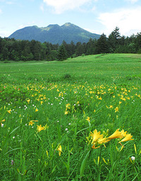 尾瀬の花