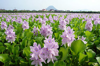 花に埋もれて
