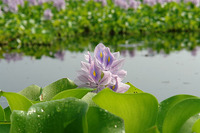 花に埋もれて
