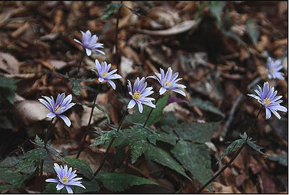 春を告げる花