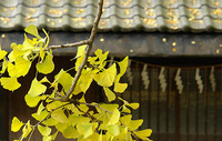 　”　銀杏舞う　”