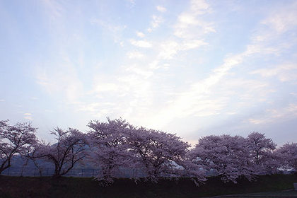 花にうかれ・・・