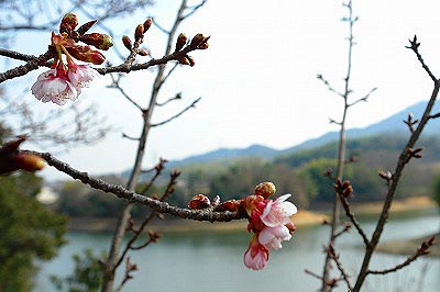 　寒桜