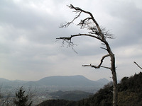 山は山