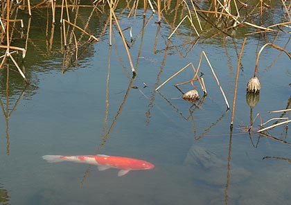 ”春を待つ・・　”
