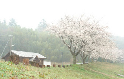 桜煙る