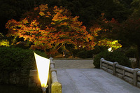夜の公園散歩