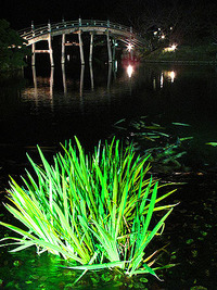 夜の公園散歩