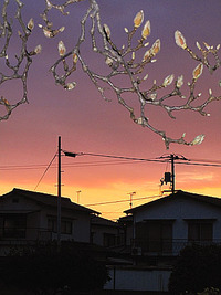 春遠うからず　・・