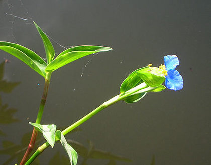 ”　穂水　”