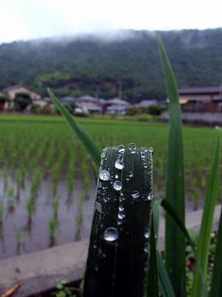 梅雨の雨