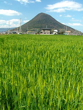 麦の穂