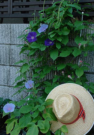アサガオの花