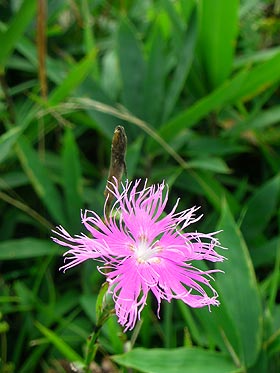 なでしこの花