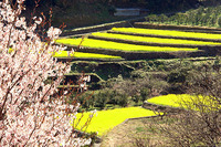 谷間の村
