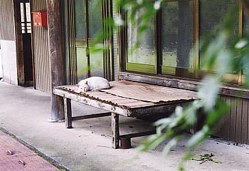 カメラを肩に　・・