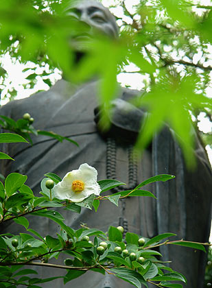 沙羅双樹の花