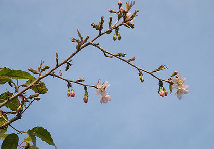 ”　ネパール桜　”