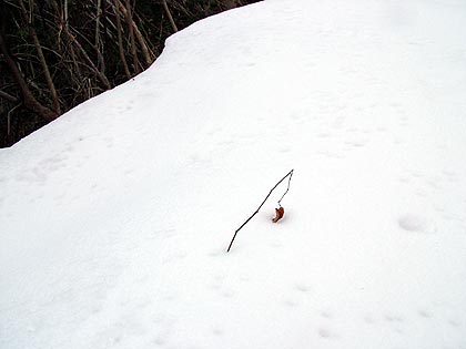 雪の道