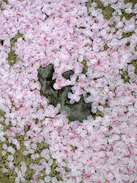 花散る・・