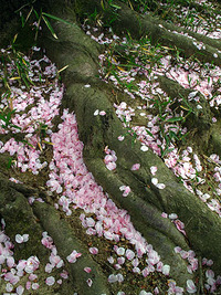 花散る・・