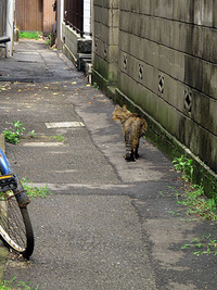 　路地　梅雨晴れ間
