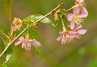 ヒマラヤ桜