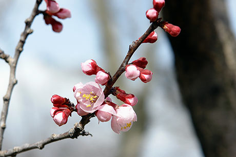 　春に　・・・・