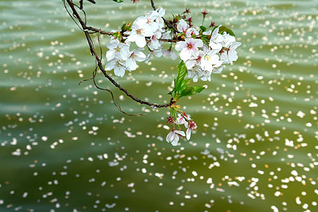 桜散る