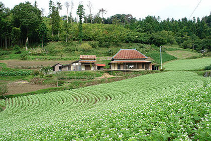 蕎麦畑