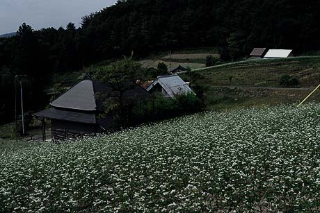 　ソバの花　満開