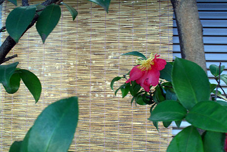 夏簾