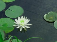 スイレンの花