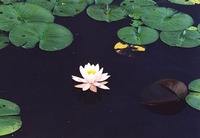 スイレンの花