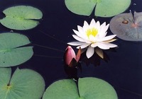 スイレンの花