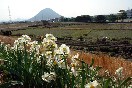 讃岐路の春