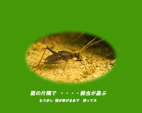 秋に向かって　・・