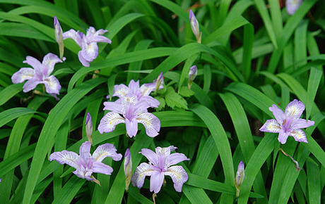 ヒメシャガの花