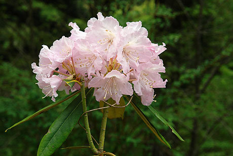 シャクナゲの花