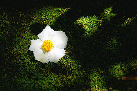 苔寺