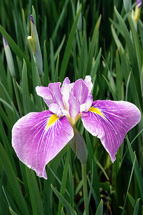 花模様