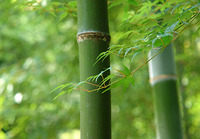 　日記