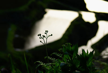 蕨（わらび）