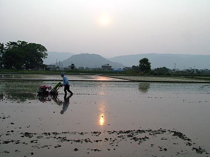　田植え