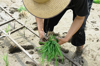 田植え