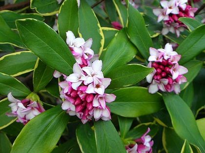 沈丁花